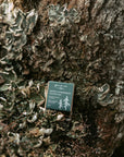 Les mauvaises herbes Savon citronnelle Soins corporels Les Mauvaises Herbes